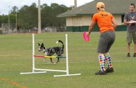 updog teaches canine sports foundations