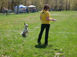 woofsupdog